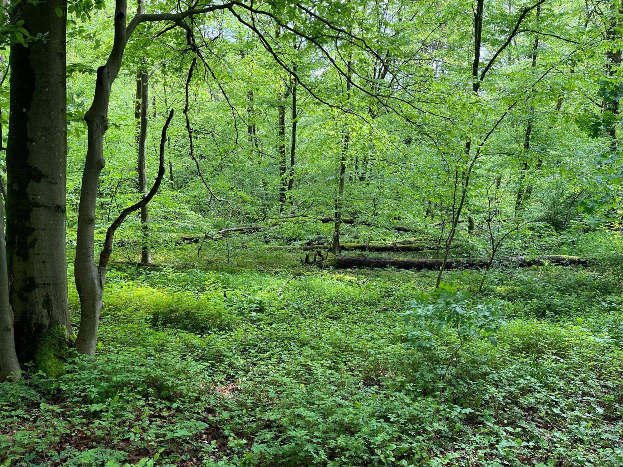 Hennen-nest * Sankt Ingbert